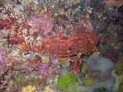 Scorpionfish. Diving around Bunaken island, Lekuan I dive site. Indonesia.