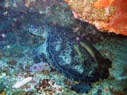 Turtle. Diving around Bunaken island, Lekuan I dive site. Indonesia.