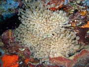 Diving around Togian islands, Kadidiri, Taipee Wall dive site. Sulawesi, Indonesia.