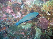 Parrotfish. Diving around Togian islands, Kadidiri, Taipee Wall dive site. Sulawesi,  Indonesia.