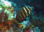 Diving around Togian islands, Kadidiri, Taipee Wall dive site. Sulawesi, Indonesia.