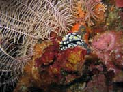 Nudibranch. Diving around Togian islands, Kadidiri, Labyrinth dive site. Sulawesi,  Indonesia.