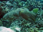 Squid, Diving around Togian islands, Kadidiri, Labyrinth dive site. Sulawesi,  Indonesia.