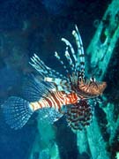 Lionfish. Diving around Togian islands, Kadidiri, plane wreck B24 from the 2nd World War sunken on Mai 3rd, 1945. Indonesia.