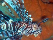 Lionfish. Diving around Togian islands, Kadidiri, plane wreck B24 from the 2nd World War sunken on Mai 3rd, 1945. Indonesia.