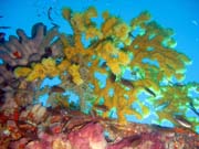 Diving around Togian islands, Kadidiri, around plane wreck B24 from the 2nd World War. Indonesia.