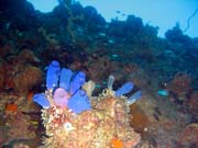 Diving around Togian islands, Kadidiri, around plane wreck B24 from the 2nd World War. Indonesia.