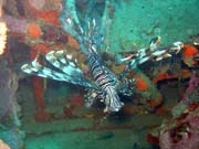 Lionfish. Diving around Togian islands, Kadidiri, plane wreck B24 from the 2nd World War sunken on Mai 3rd, 1945. Indonesia.