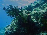 Diving around Togian islands, Kadidiri, Two Canyons dive site. Indonesia.