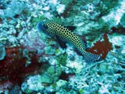 Diving around Togian islands, Kadidiri, Two Canyons dive site. Indonesia.