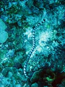 Sea krait (Laticauda colubrina). Diving around Togian islands, Kadidiri, Two Canyons dive site. Sulawesi,  Indonesia.