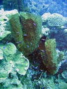 Diving around Togian islands, Kadidiri, Two Canyons dive site. Indonesia.