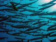 Barracudas. Diving around Togian islands, Una Una, Apollo dive site. Sulawesi,  Indonesia.