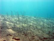 Garden eel. Diving around Togian islands, Una Una, Apollo dive site. Sulawesi,  Indonesia.