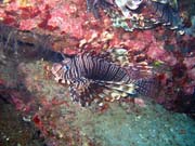 Lionfish. Diving around Togian islands, Una Una, Apollo dive site. Sulawesi,  Indonesia.