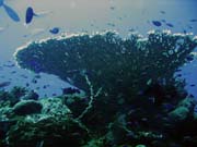 Diving around Togian islands, Una Una, Fishermania/Pinacle dive site. Indonesia.