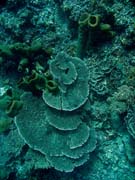 Diving around Togian islands, Una Una, Fishermania/Pinnacle dive site. Indonesia.