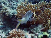 Diving around Togian islands, Una Una, Fishermania/Pinnacle dive site. Indonesia.