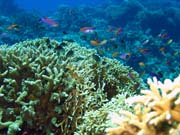 Diving around Togian islands, Una Una, Fishermania/Pinnacle dive site. Indonesia.