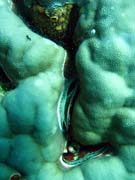 Diving around Togian islands, Una Una, Fishermania/Pinnacle dive site. Indonesia.