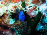 Diving around Togian islands, Kadidiri, Dominic Rock dive site. Indonesia.