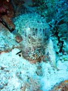 Squid. Diving around Togian islands, Kadidiri, Dominic Rock dive site. Indonesia.