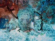 Squid. Diving around Togian islands, Kadidiri, Dominic Rock dive site. Indonesia.