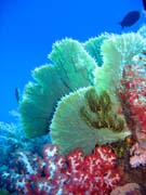 Diving around Togian islands, Kadidiri, Dominic Rock dive site. Indonesia.