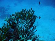 Diving around Togian islands, Kadidiri, Dominic Rock dive site. Indonesia.