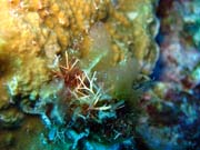 Diving around Togian islands, Kadidiri, Dominic Rock dive site. Indonesia.