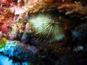 Diving around Togian islands, Kadidiri, Dominic Rock dive site. Indonesia.