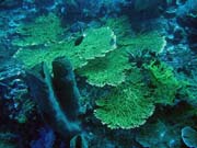 Diving around Togian islands, Kadidiri, Dominic Rock dive site. Indonesia.