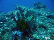 Diving around Togian islands, Kadidiri, Dominic Rock dive site. Indonesia.