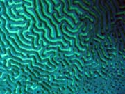 Diving around Togian islands, Kadidiri, Dominic Rock dive site. Indonesia.