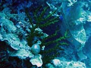 Diving around Togian islands, Kadidiri, Dominic Rock dive site. Indonesia.