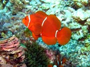 Clown Anemonefish. Diving around Togian islands, Kadidiri, Dominic Rock dive site. Indonesia.