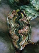 Giant Clam, Diving around Togian islands, Kadidiri, Dominic Rock dive site. Indonesia.