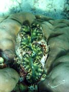 Giant Clam, Diving around Togian islands, Kadidiri, Dominic Rock dive site. Indonesia.