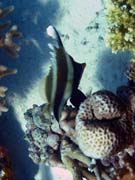 Bannerfish. Diving around Togian islands, Kadidiri, Dominic Rock dive site. Sulawesi,  Indonesia.
