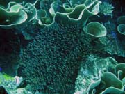 Diving around Togian islands, Kadidiri, Taipai island dive site. Indonesia.