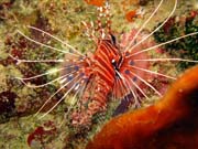 Lionfish. Diving around Togian islands, Kadidiri, Taipai island dive site. Indonesia.