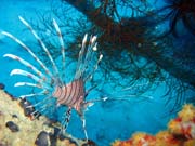 Lionfish. Diving around Biak islands, Catalina wreck dive site. Indonesia.