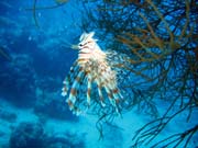 Lionfish. Diving around Biak islands, Catalina wreck dive site. Indonesia.