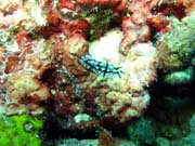 Nudibranch. Diving around Biak islands, Catalina wreck dive site. Papua,  Indonesia.