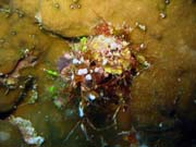 Diving around Biak islands, Owi island dive site. Indonesia.
