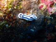 Nudibranch. Diving around Biak islands, Owi island dive site. Indonesia.