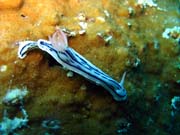 Nudibranch. Diving around Biak islands, Owi island dive site. Papua,  Indonesia.