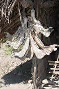 Hunters trophies as house decoration. Kyartho village, Chin State. Myanmar (Burma).