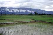 Rice field near Muang Sing. Laos.