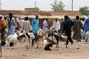 Cattle market at Agadez town. Niger.